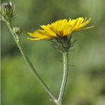 picris-hieracioides-fl-anelson1-b