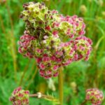 pimprenelle-Sanguisorba-minor