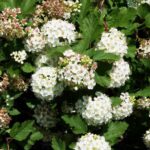 plant_26737_shoot_20190122192534