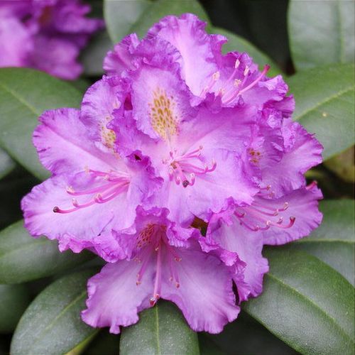 Rododendron ´everestianum´