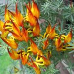 plant_7277_shoot_20180521193024