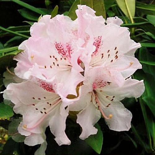 Rododendron ´caucasicum pictum´
