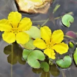 plavín-štítnatý-Nymphoides-peltata11.jpg