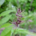 poa-bulbosa-si-ahaines