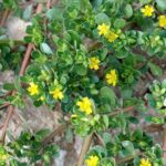 portulaca-oleracea-1edwa