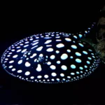 potamotrygon-leopoldi-black-diamond-20-22-cm-femelle.jpg