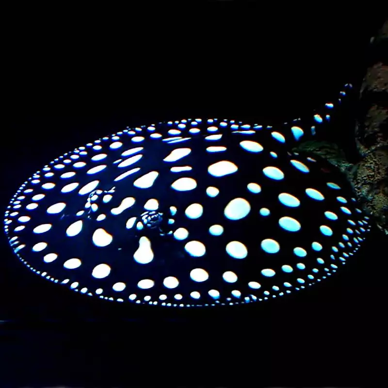 Trnucha leopoldova