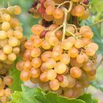 Vitis vinifera @Prim@ – Grape Vine – bunch of ripe white-yellow grapes