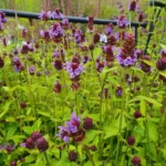 prunella-vulgaris-staudestedet.w610.h610.fill.jpg
