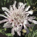 pterolasioherb1