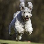 pumi-running-ears-up-301692032-2000-8956f46b2d0345769624cec0a0c3188b