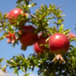 Punica granatum