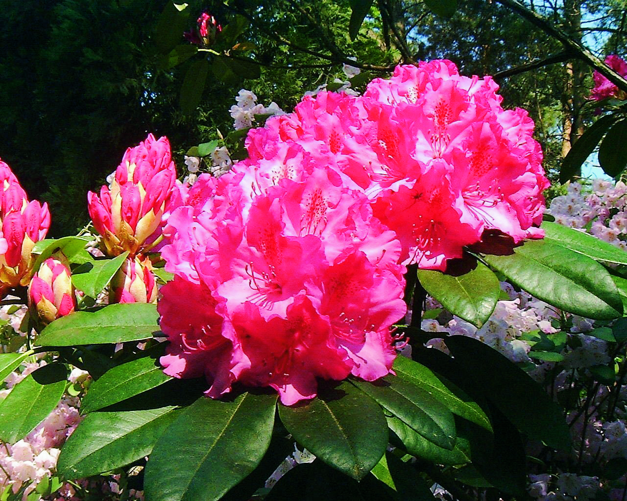 Rododendron ´queen mary´