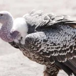 raggiunge_i_6-9_kg_prima_dei_pasti._caratteristico_il_bordino_bianco_delle_copritrici_alari.jpg