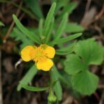 ranunculusfallaxherb