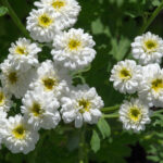 rebricek-bertram-perla-achillea-ptarmica-semena-200-ks.jpg