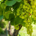 reva-vinna-vitis-vinifera-prodej-prostokorennych-sazenic-1-ks.jpg