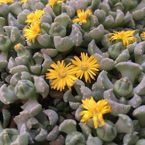 Rhinephyllum broomii