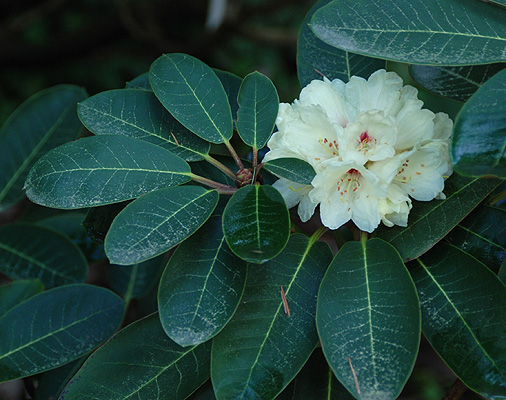 Rododendron lacteum
