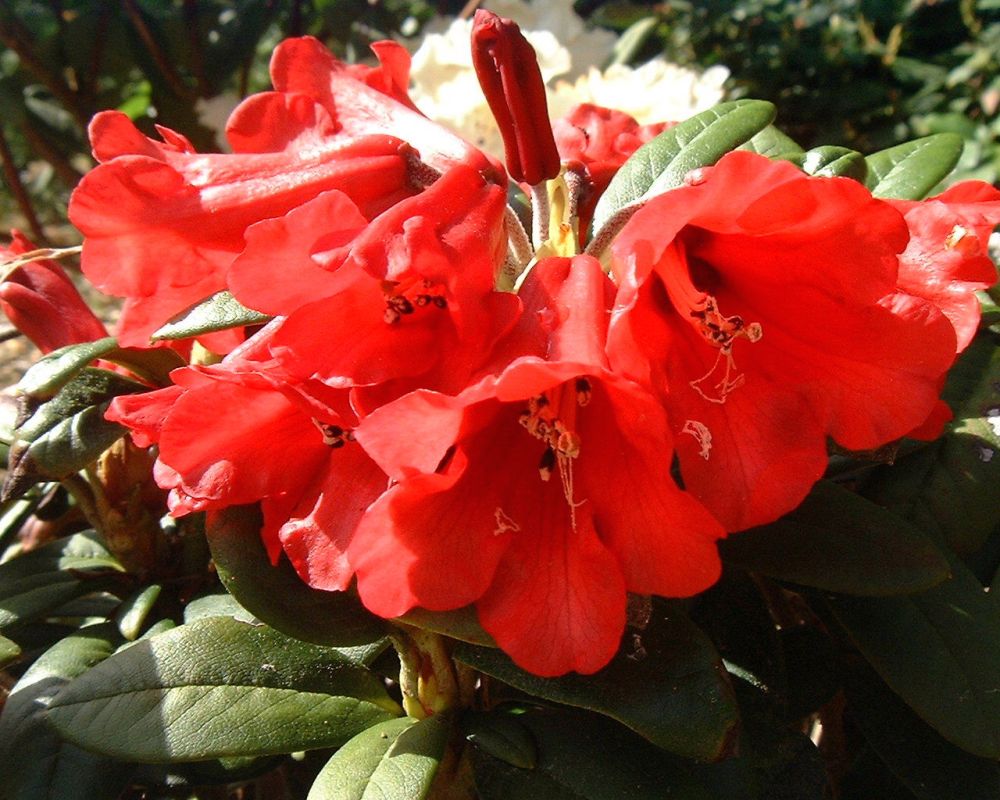 Rododendron haematodes