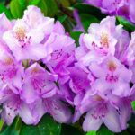 rhododendron-7205695_640