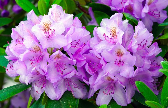 Rododendron ´cosima´
