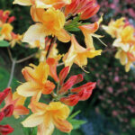 rhododendron-adriaan-koster-mike-combscience-photo-library