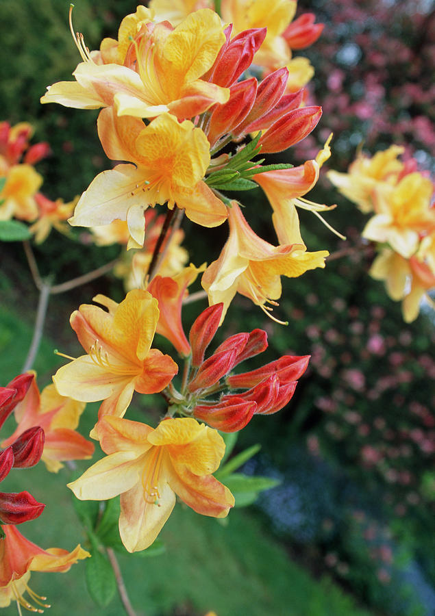 Rododendron ´adriaan koster´