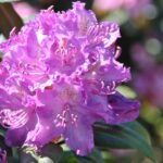 rhododendron-alfred