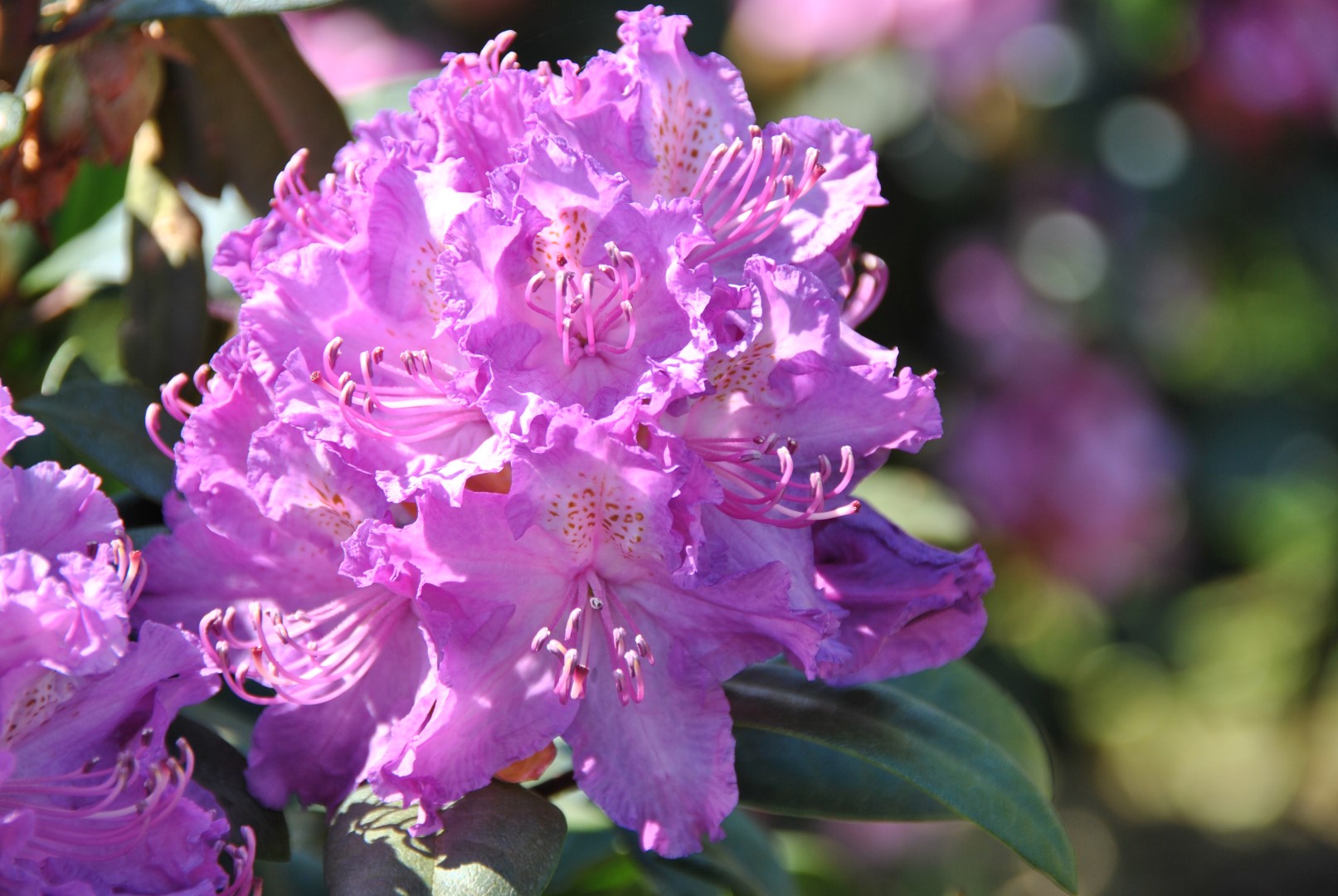 Rododendron ´alfred´