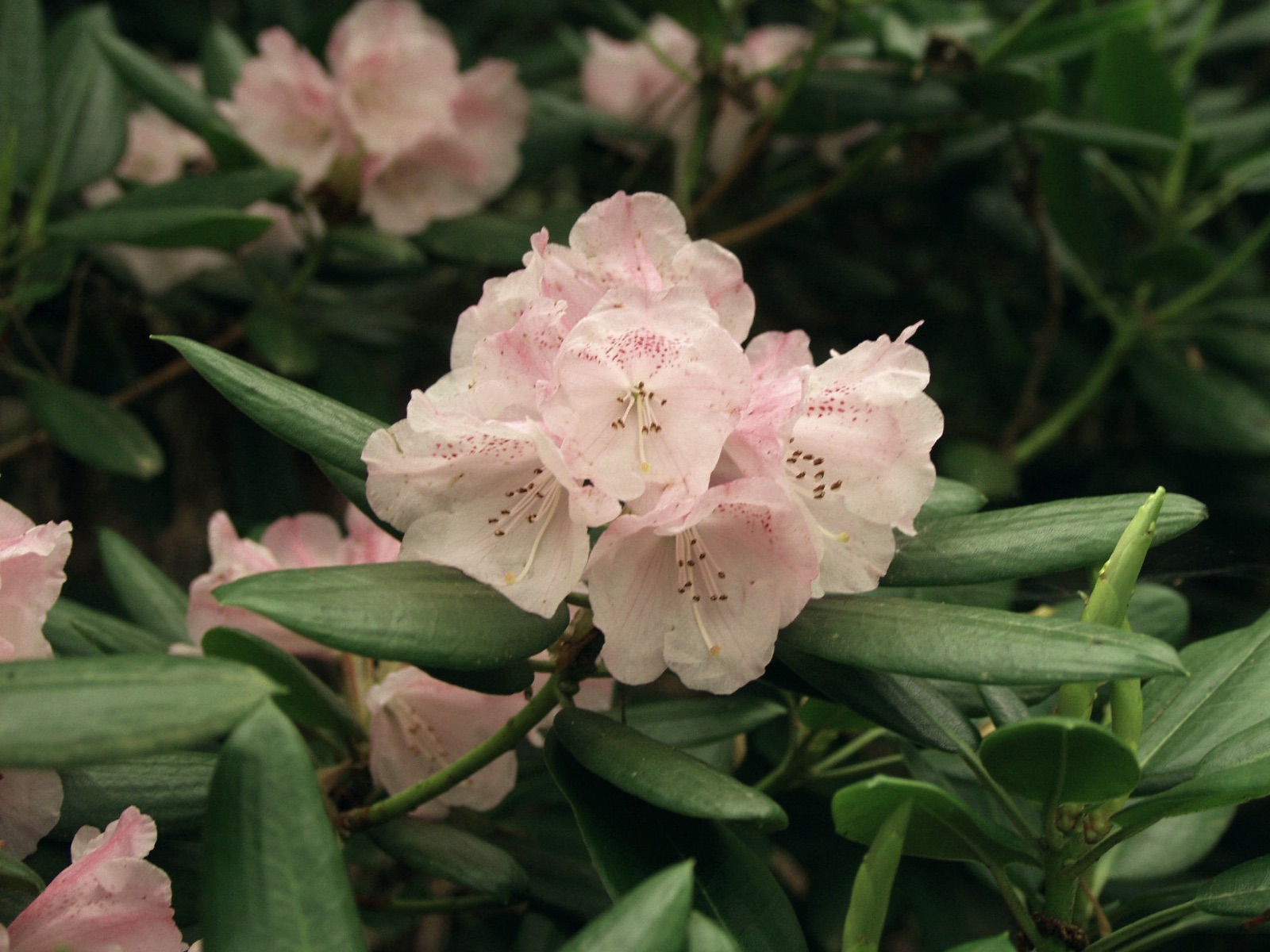 Rododendron shweliense
