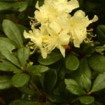 rhododendron-aureum