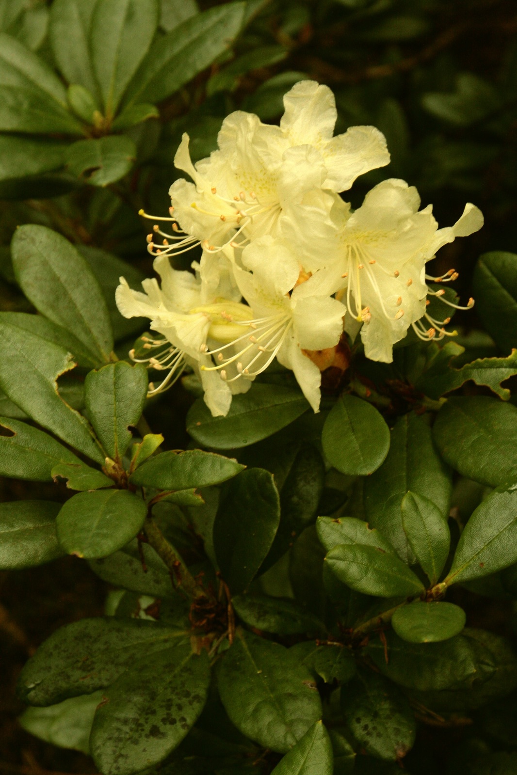 Rododendron aureum