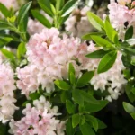 rhododendron-bloombux.jpg
