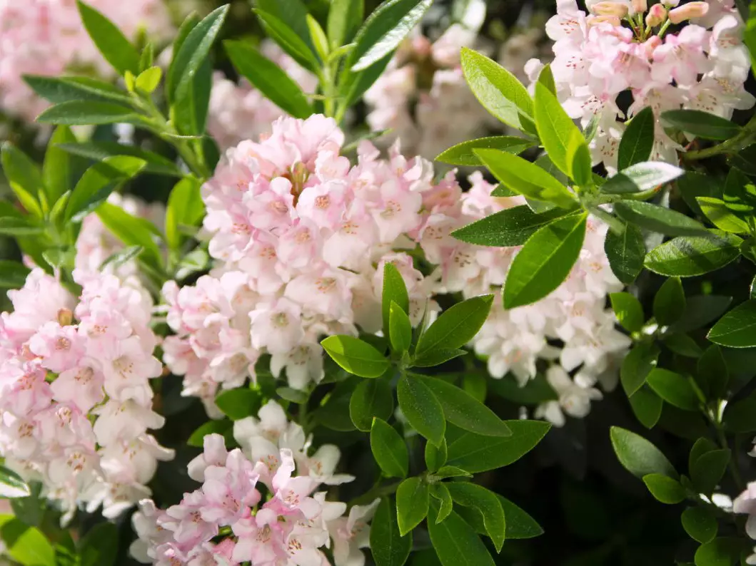 Rododendron micranthum