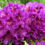 rhododendron bohumil_kavka 03