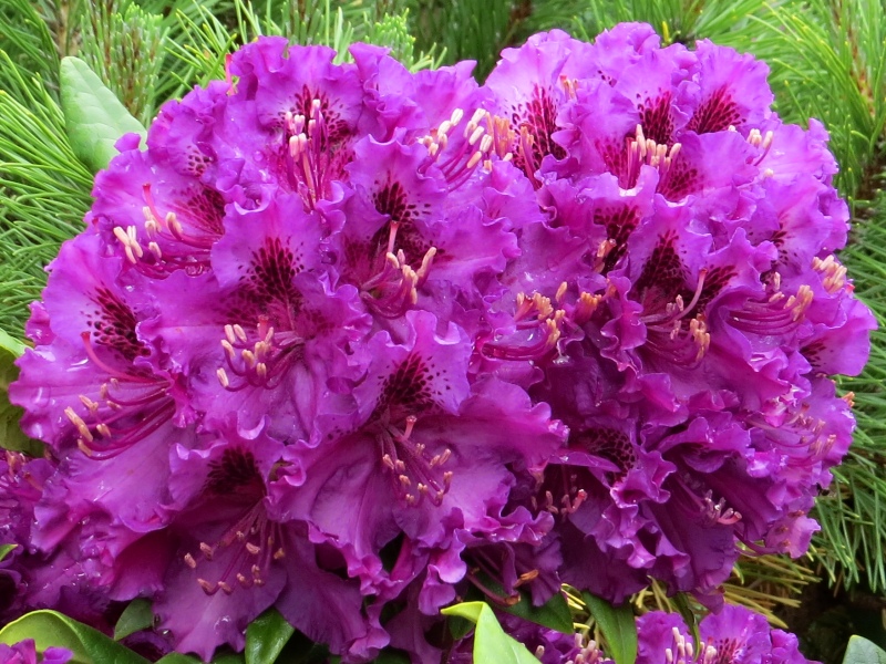 Rododendron ´bohumil kavka´