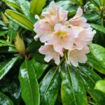 rhododendron-brachycarpum-subsp-brachycarpum