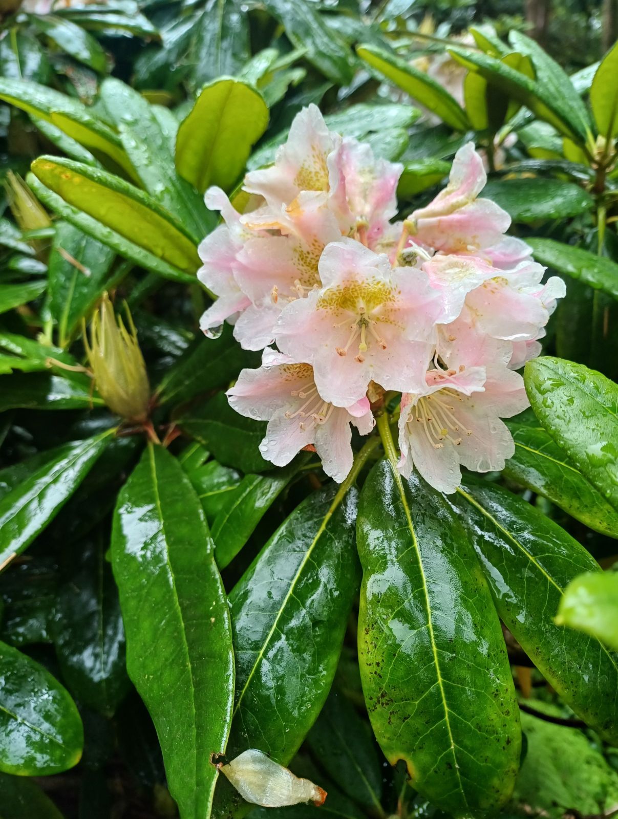 Rododendron brachycarpum