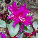 rhododendron-concinnum