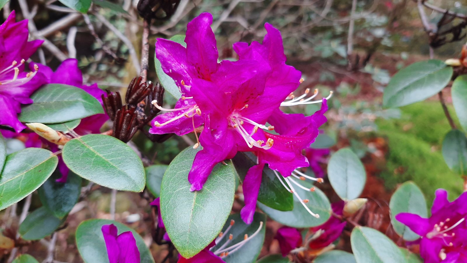 Rododendron concinnum