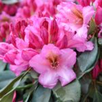 rhododendron-duke-of-york