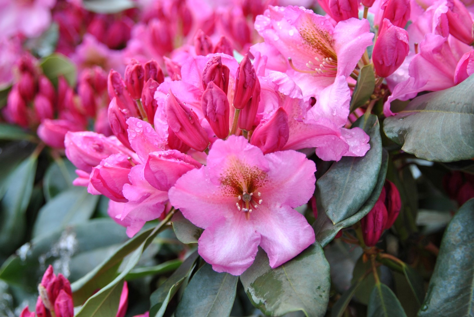 Rododendron ´duke of york´