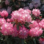 Rhododendron ‚Emanuela‘ – Rhododendron yakushimanum ‚Emanuela‘