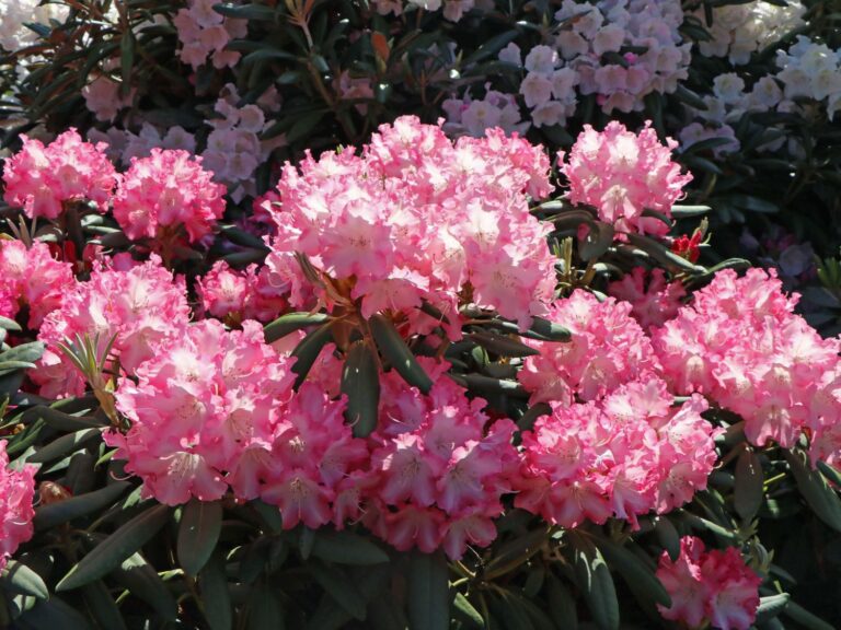 Rhododendron 'Emanuela' - Rhododendron yakushimanum 'Emanuela'