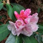 rhododendron-fulvum-2