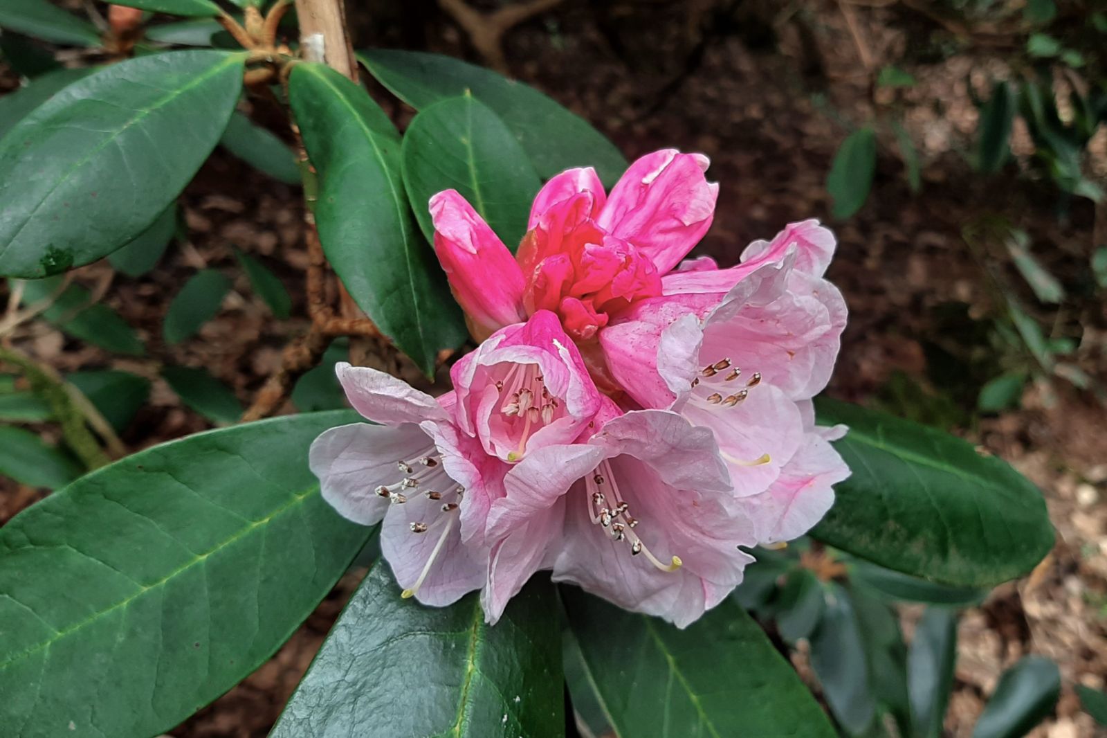 Rododendron fulvum