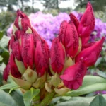 rhododendron-general-eisenhower