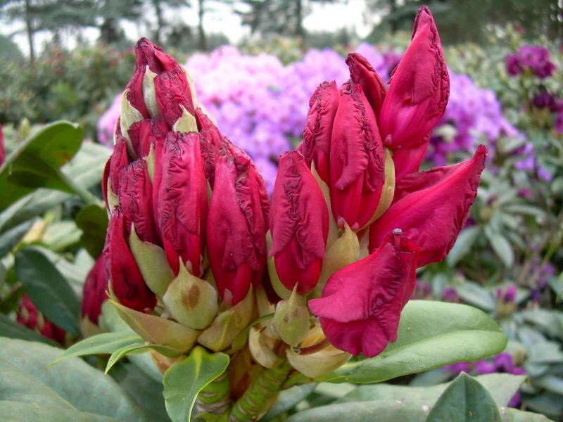 Rododendron ´general eisenhower´