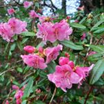rhododendron-glaucophyllum-1